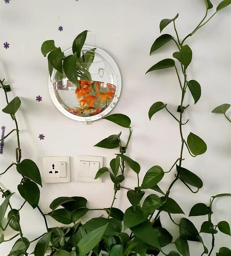 墙上绿萝花瓶客厅壁挂鱼缸房间家居装饰品挂饰幼儿园创意水培花盆