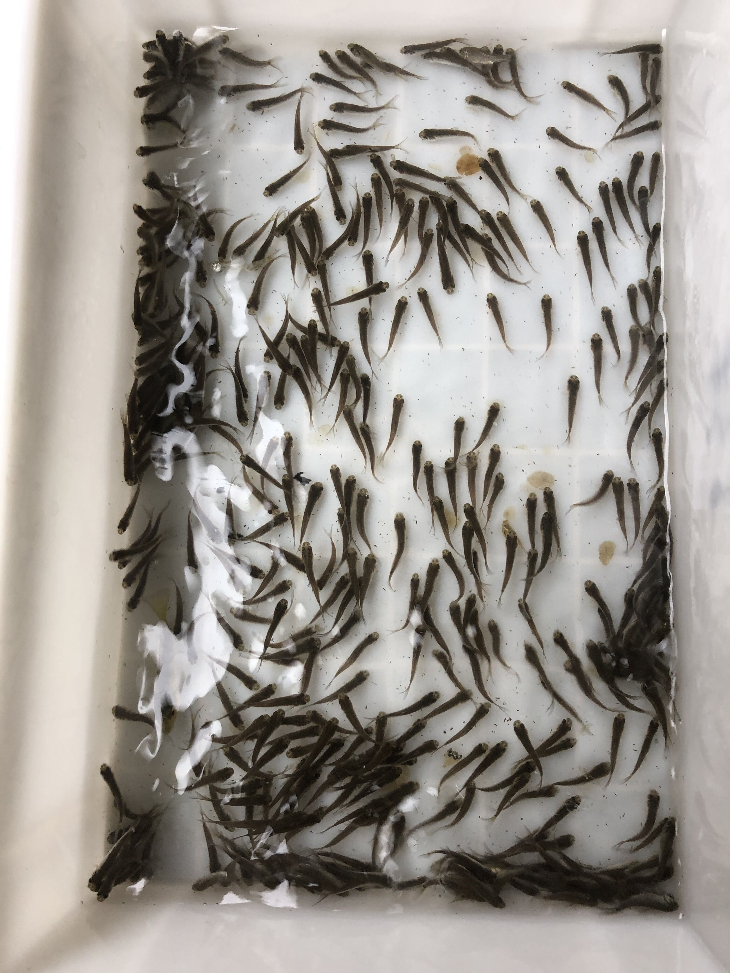 草鱼苗鲫鱼苗饲料鱼乌龟粮龙鱼活体淡水鱼苗食蚊鱼鳄龟开口粮 鲫鱼苗