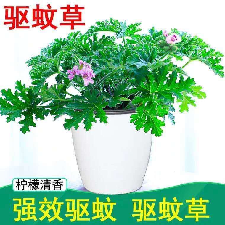 驱蚊草盆栽室内驱虫四季号养植物花卉卧室阳台庭院绿植驱蚊草不含盆
