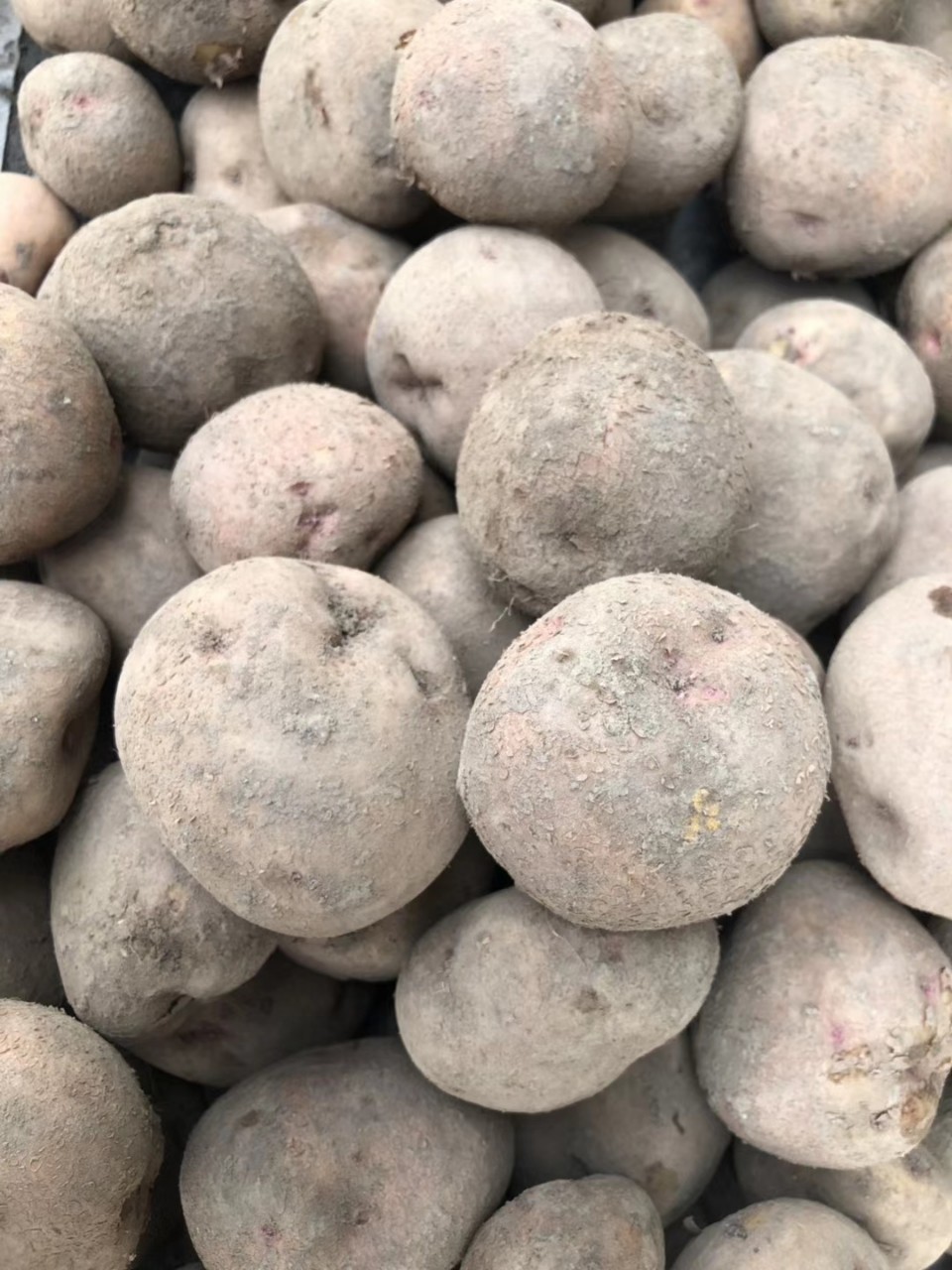 开花洋芋东川特产老家洋芋李子沟的开花土豆马铃薯新鲜粉糯15斤