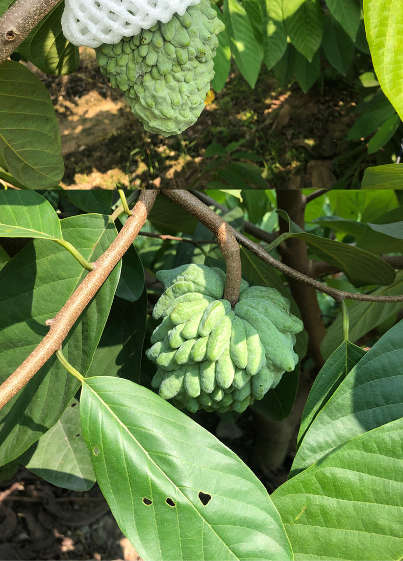 台湾牛奶凤梨释迦果番荔枝佛头果当季新