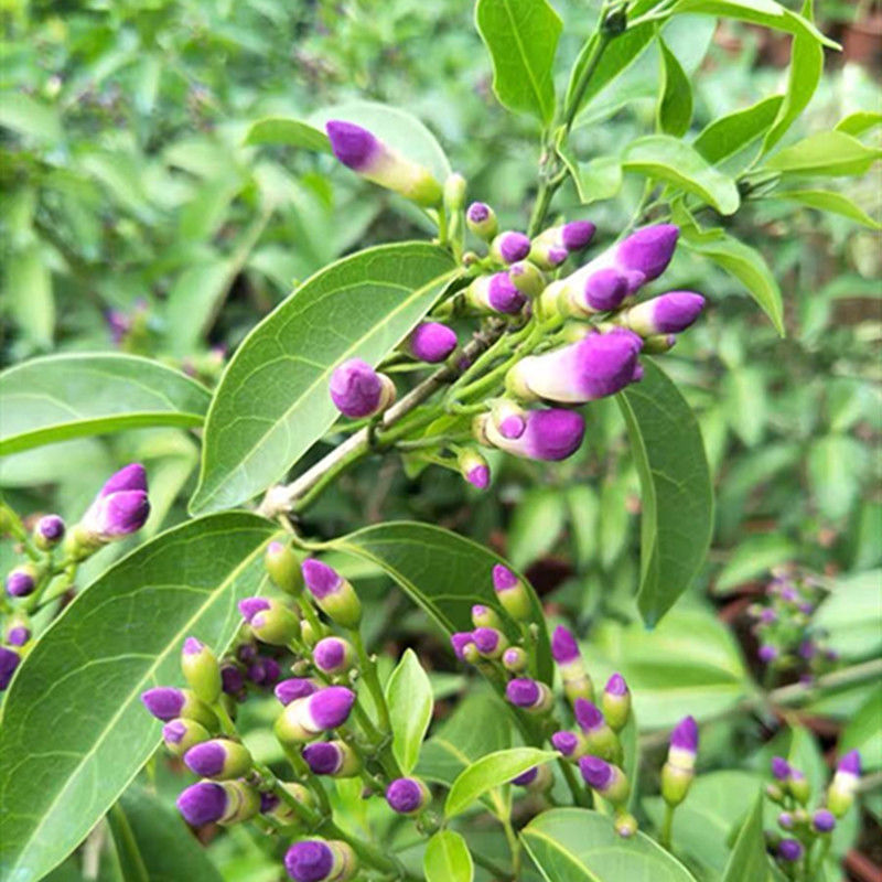 蒜香藤秋冬开花攀爬植物紫铃藤奇特藤本花多庭院阳台盆栽耐寒防蚊小苗