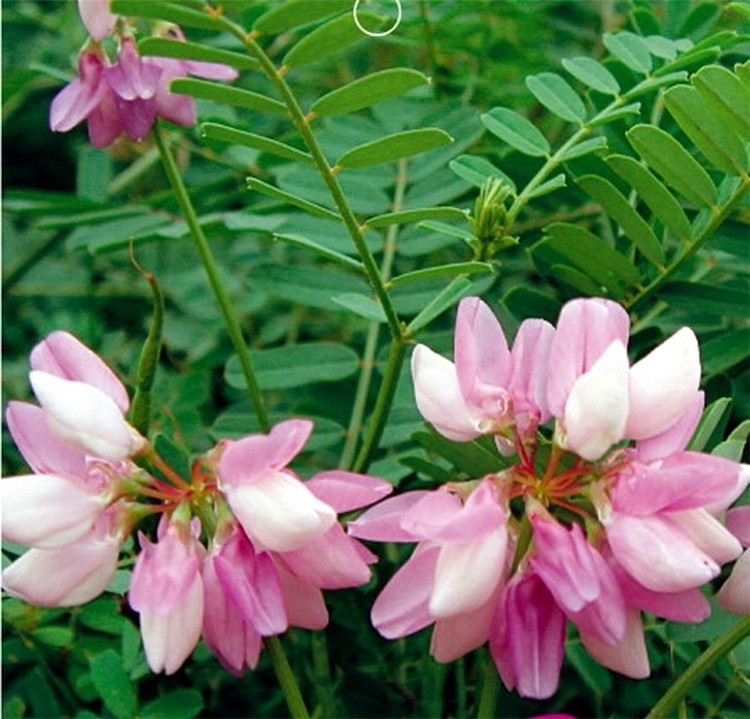 子暄园艺用品 子喧 多边小冠花种子多变小冠花多年生景观护坡花卉庭院