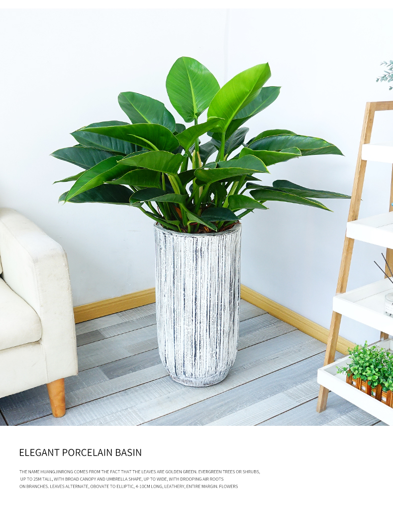 金钻盆栽植物室内大绿植吸甲醛净化空气大叶金钻植物室内盆栽