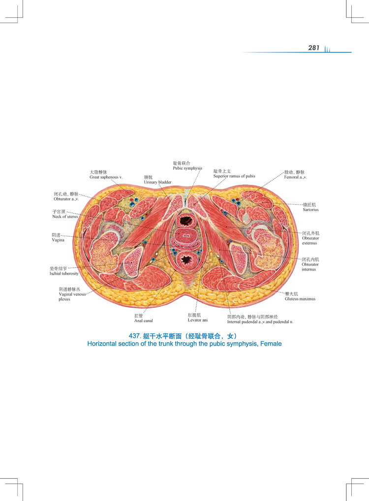 人卫正版2018新版人体解剖彩色图谱第3版三版郭光文王序搭奈特人体