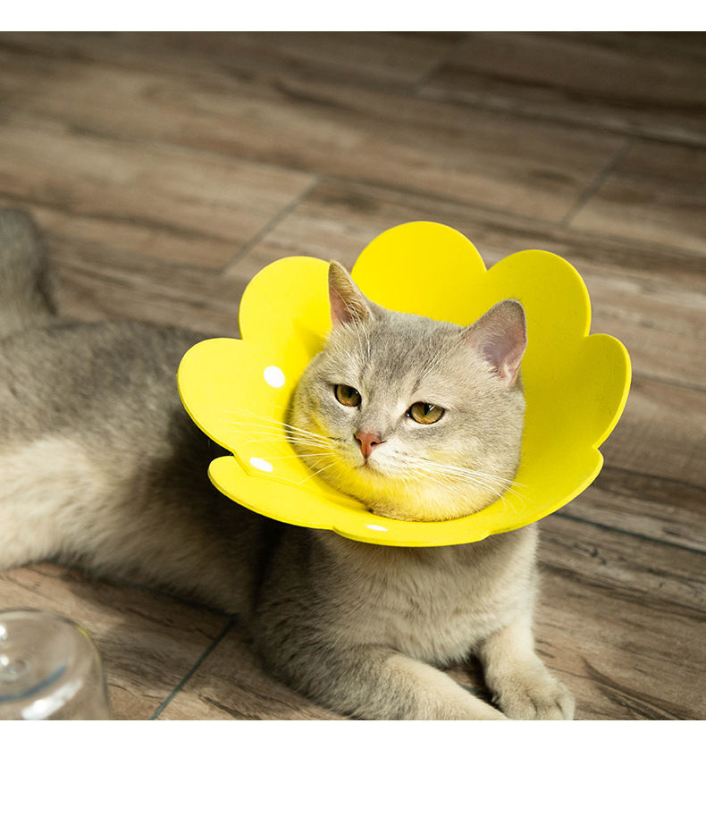 猫咪伊丽莎白圈太阳花项圈毛毡头套轻薄透气脖圈宠物防舔舐防咬圈