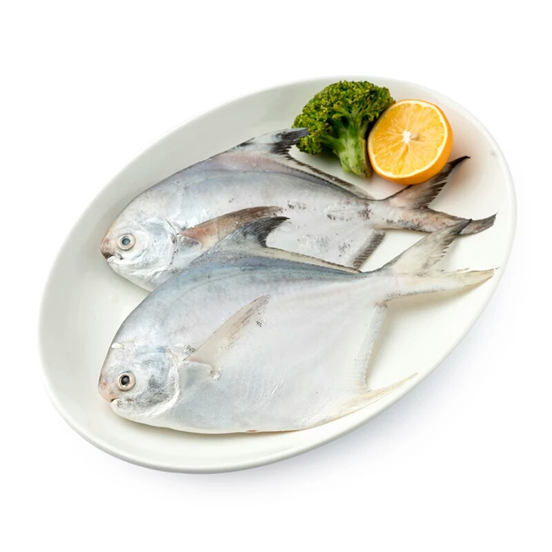 xj小鲳鱼新鲜银鲳鱼白昌鱼平鱼鱼肉扁鱼鲳小白鲳可开发票25kg