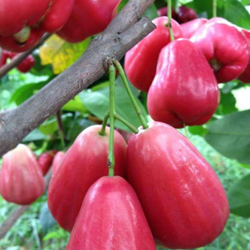 xj莲雾树苗莲雾苗大叶红树苗60m69cm苗木水果苗黑金刚莲雾苗2年苗可开