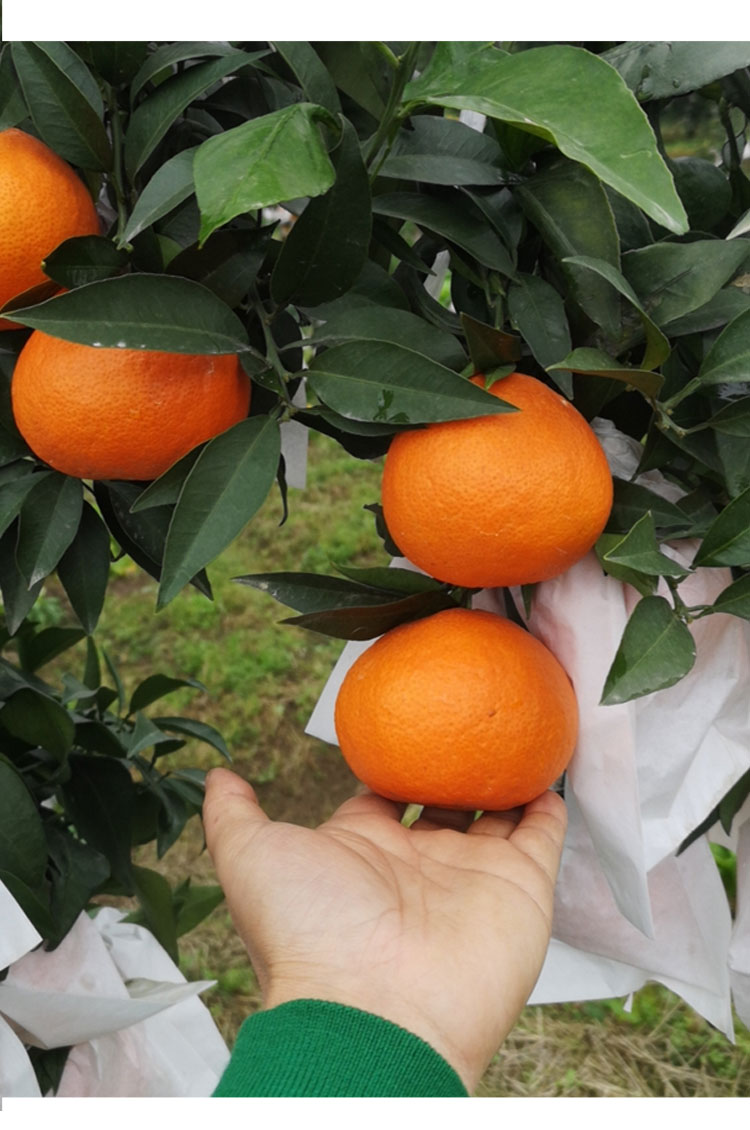 纯鲜嘉(chun xian jia)橙子 纯鲜嘉 四川爱媛38号果冻橙 净重5斤精选