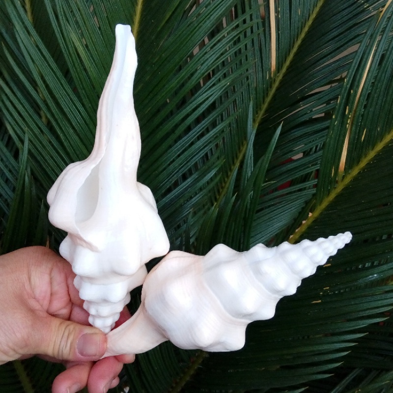 天然海螺贝壳长旋螺右旋法螺佛教祭祀用品螺壳橱窗收藏标本螺