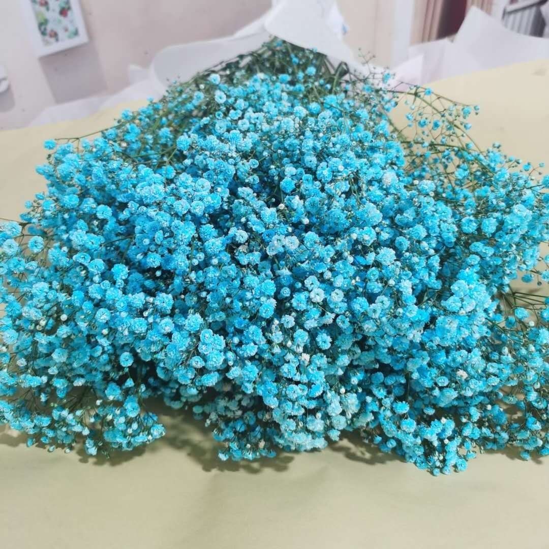 满天星干花超大束粉色蓝色天然真花家居摆设客厅装饰花束批发8月18日