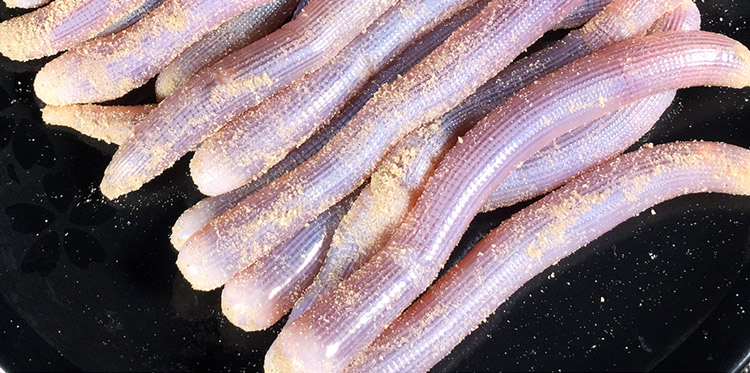 四海生鲜东山岛新鲜沙虫海肠子沙肠子软体海洋虫新鲜海鲜水产250g