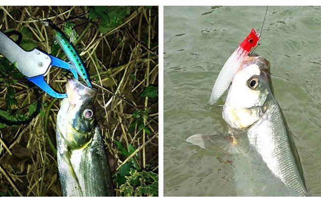 国王3508波爬路亚饵水面系波趴波铅远投波爬翘嘴鲈鱼淡水假饵 7.