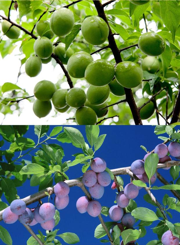 正宗嫁接青梅果梅乌梅树苗盆栽地栽酸梅子南北方种植庭院果树苗