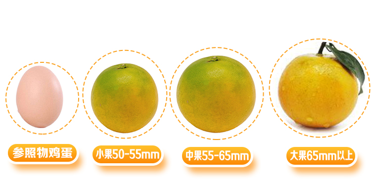 湖南麻阳冰糖橙大果1斤装合拍5件发带