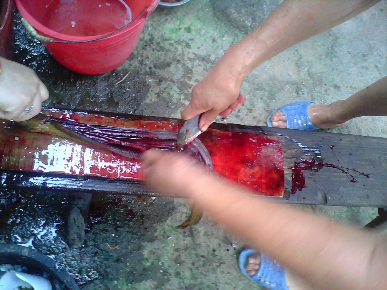 haoyangdao黄鳝刀鳝鱼剔骨刀划杀黄鳝专用刀杀泥鳅刀破鳝鱼工具 1.