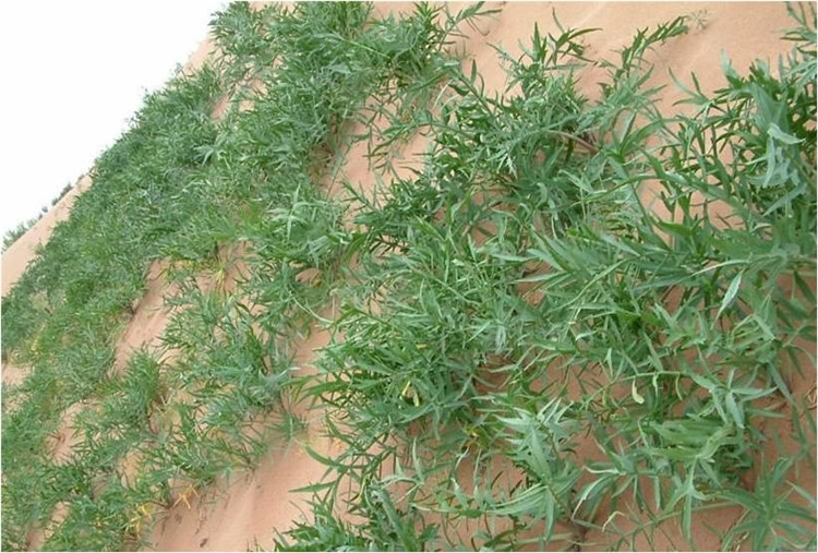 沙打旺种子多年生牧种子防沙固土护坡耐寒耐旱盐碱籽一斤