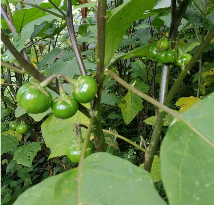 1kg 苦子果 云南德宏少数民族特色 苦茄 洋苦子 小茄子蔬菜生鲜