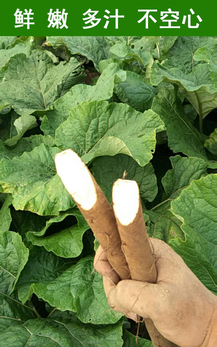 汶优香(wenyouxiang)根茎类 牛蒡根新鲜5斤兰陵现挖2021苍山农产正品