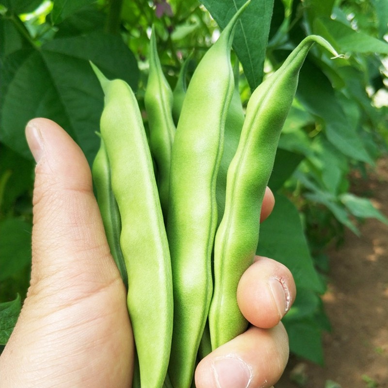 东北油豆角豆角九月青新鲜蔬菜特产可开发票10斤装