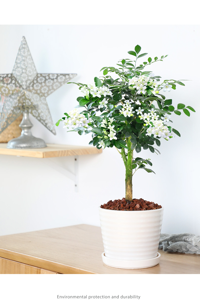 三维工匠九里香盆栽植物室内浓香花卉盆景老桩七四季千里香绿植好养活