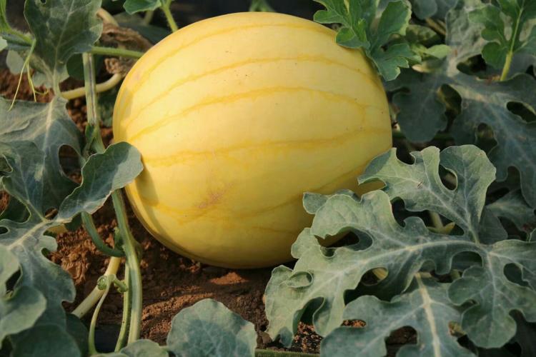 致源皮红瓤西瓜种子金玲珑西瓜种子金蜜水果红肉礼品小西瓜早熟