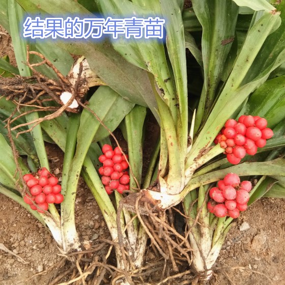下图青叶带果实的苗 效果万年青 冬不凋:适应环境性强:一般对泥土要求