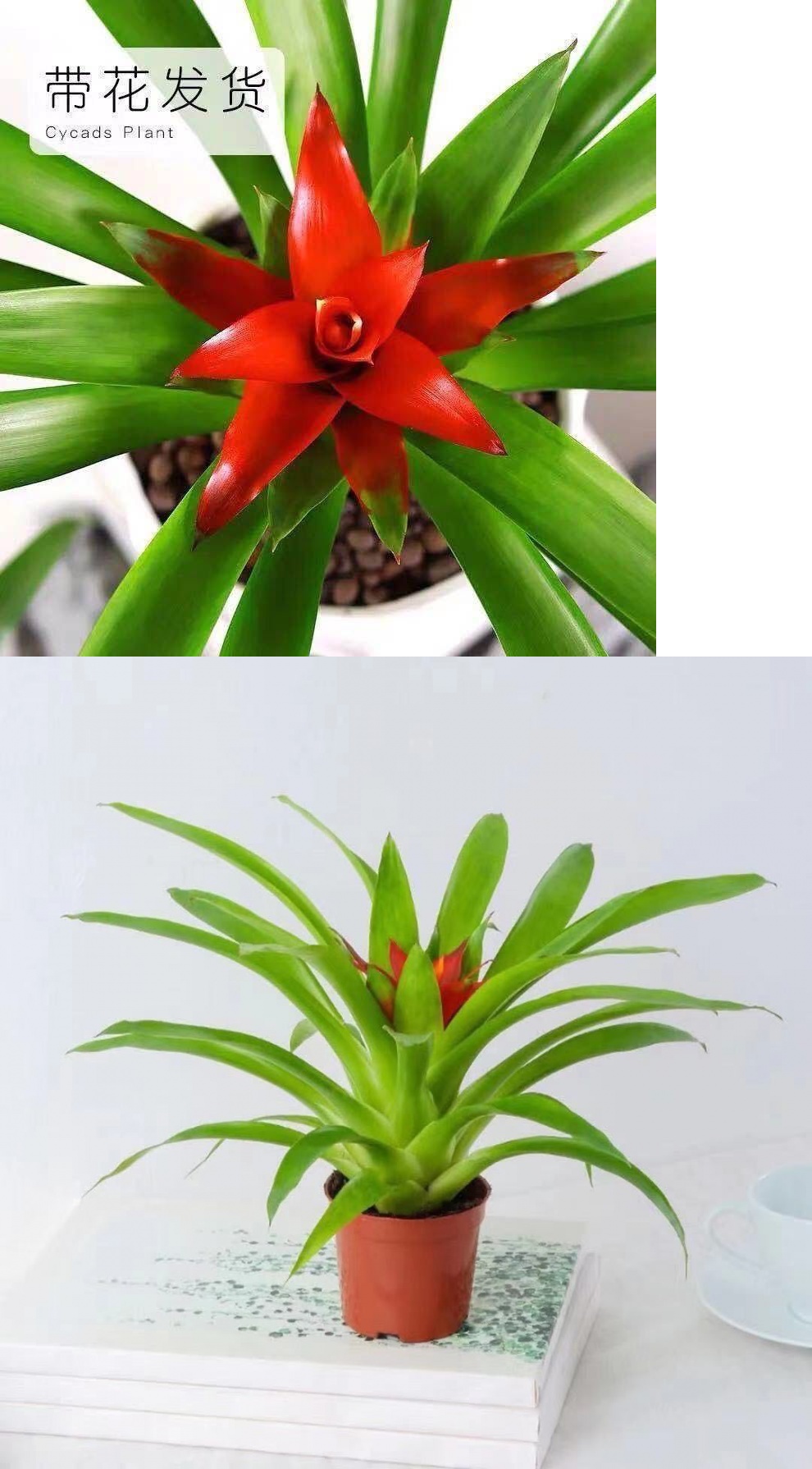 小红星盆栽凤梨花四季开花室内绿植花卉水培植物净化空气