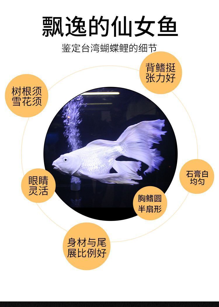 极品石膏白蝴蝶鲤57cm1条台湾蝴蝶鲤鱼活体鱼苗短身球形贵妃拖尾石膏