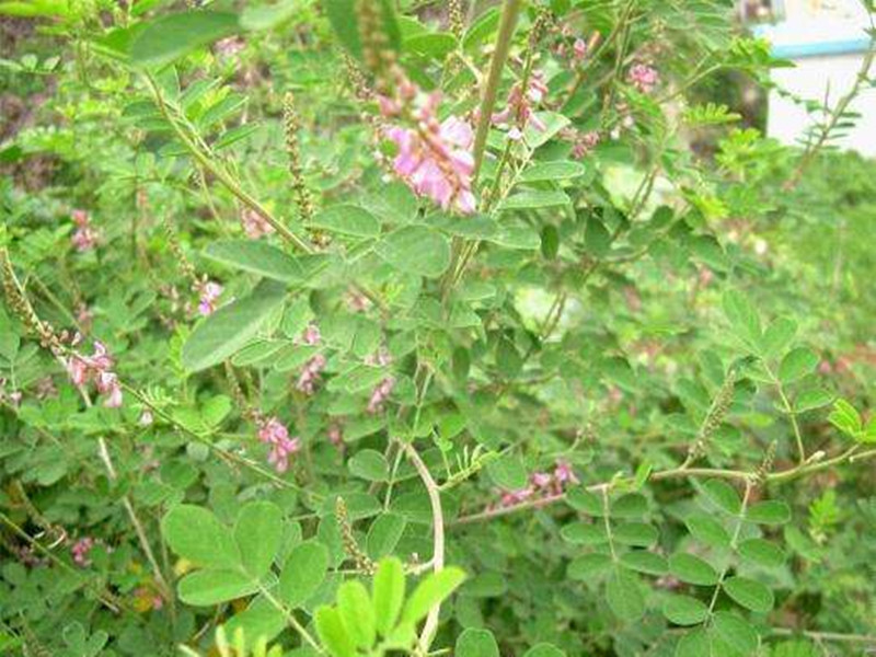 多花木兰种子蜜源植物野蓝枝种子公路绿化护坡型灌木牧种子