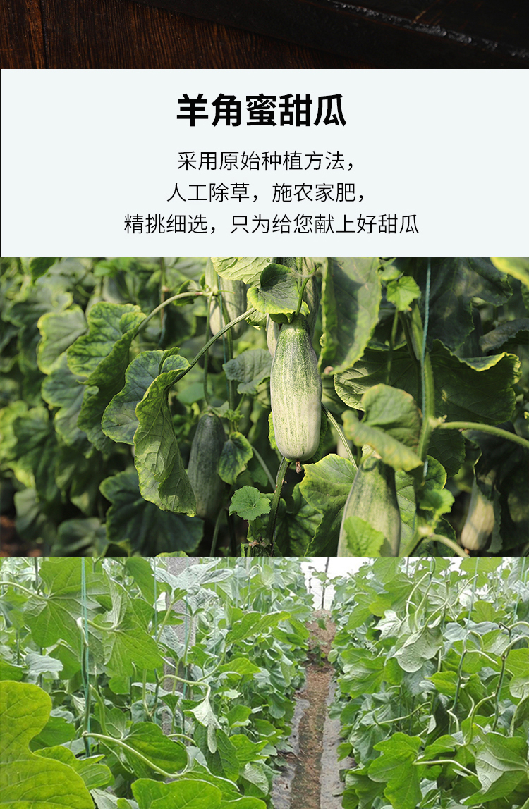 山东羊角蜜甜瓜5斤装产地直发单果300400g