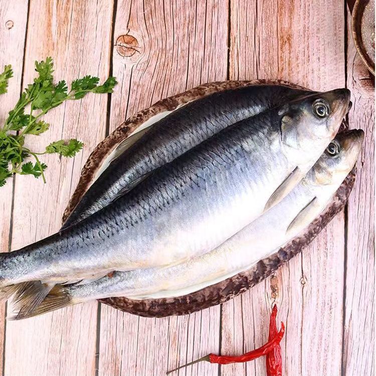 赛卡伊东北沙丁鱼辽宁山东青鱼海鱼沙丁鱼冷冻懒人之宝新鲜烧烤食材10