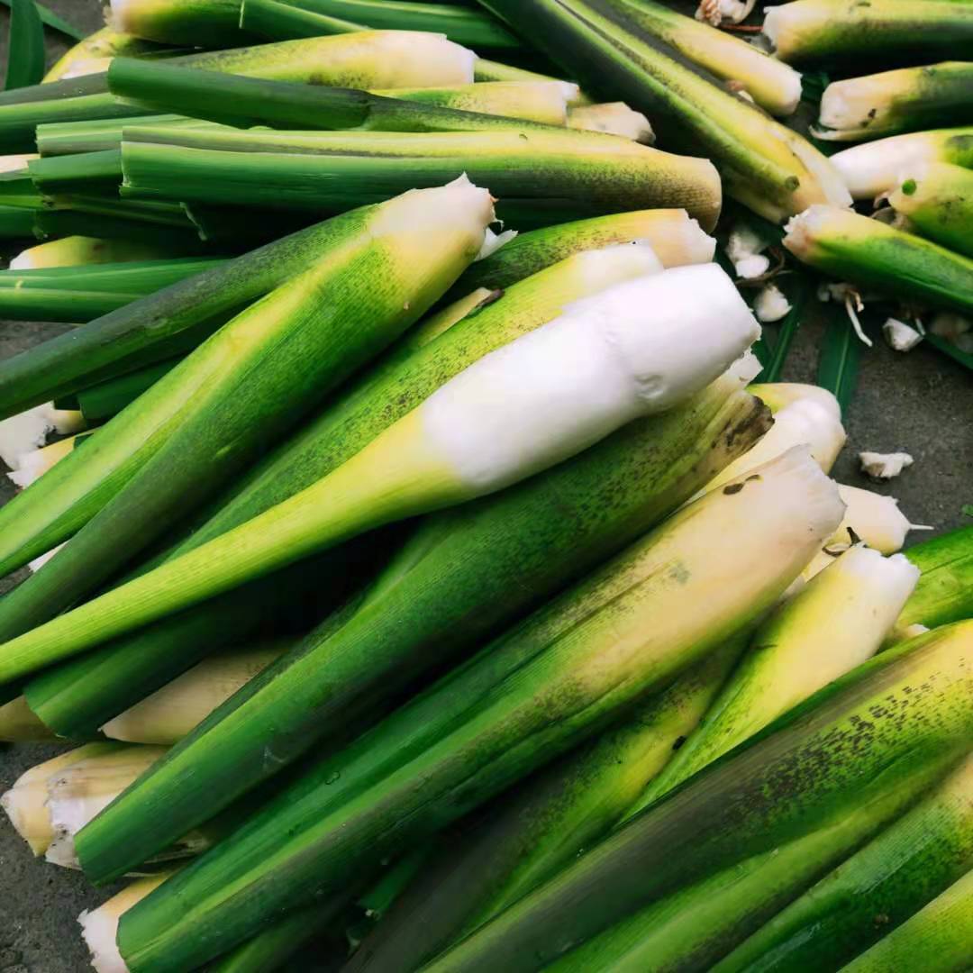 2021大别山岳西高山茭白新鲜上市1斤3斤4斤1斤装