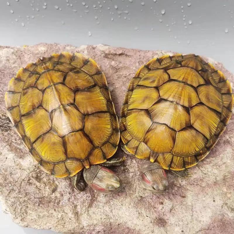 湛航宠物日用 黄金龟乌龟活体大小巴西龟活物家养观赏宠物龟批发