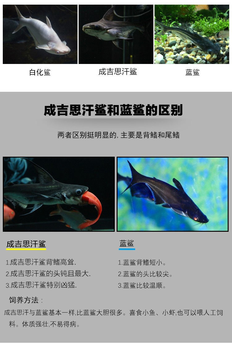 成吉思汗鲨鱼水温图片