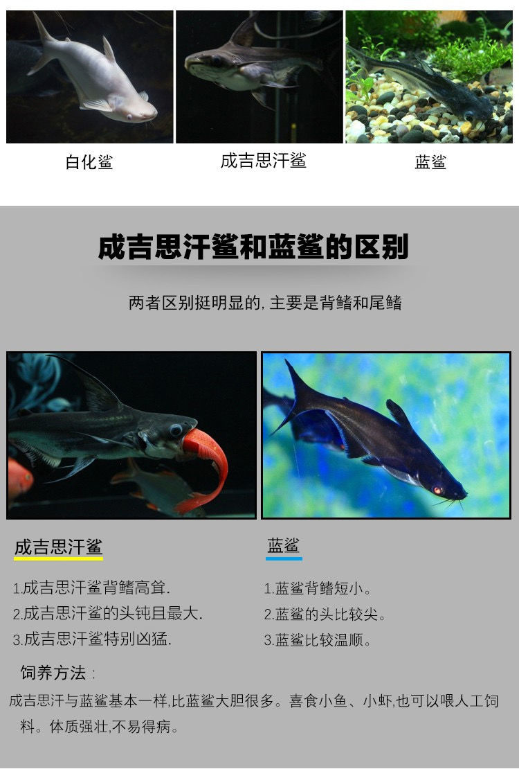 成吉思汗鲨鱼怎么养图片