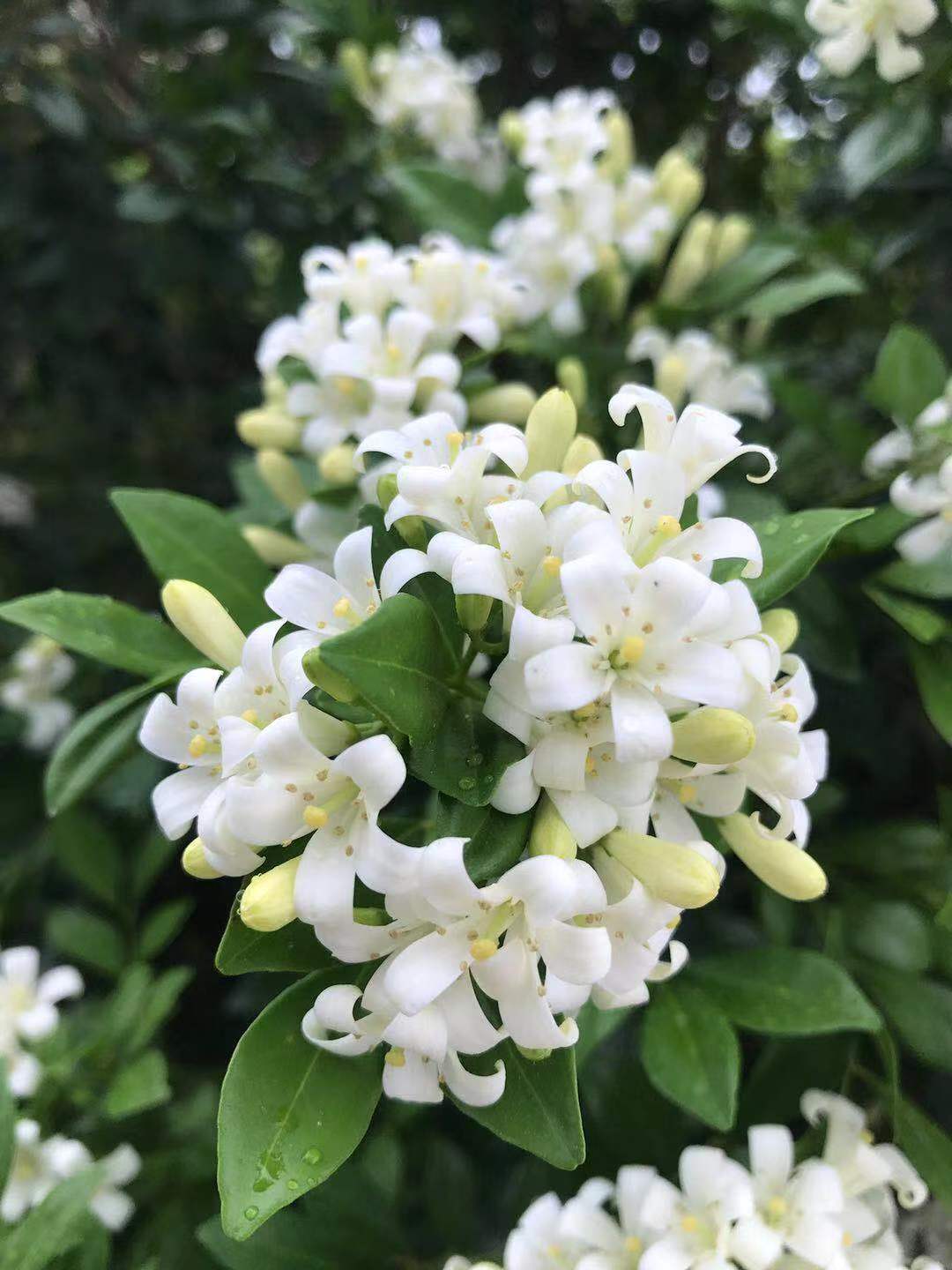 九里香盆栽带花驱蚊绿植盆栽七里香九里香苗开花香气袭人植物九里香