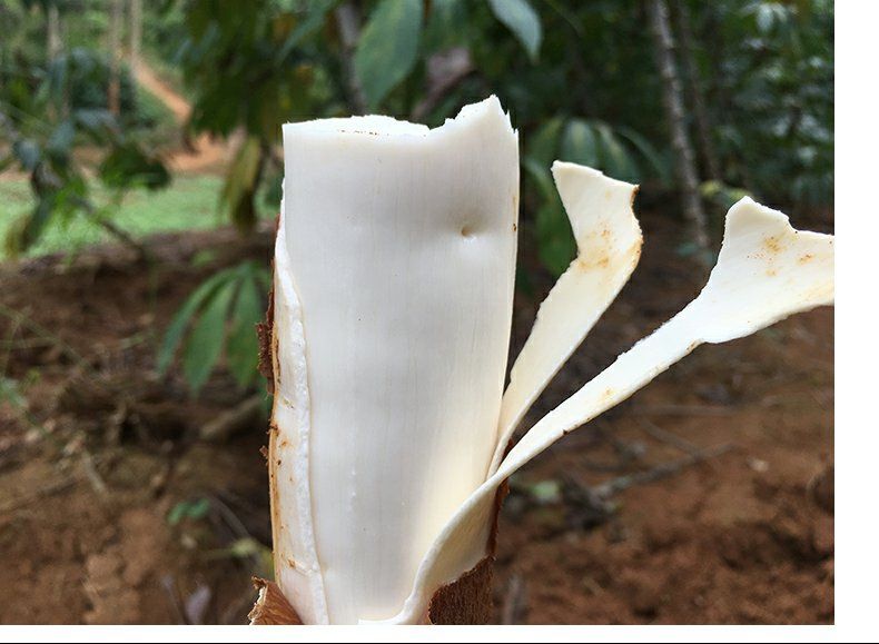 5斤装广西新鲜面包木薯树署白肉木薯板栗木薯糖水