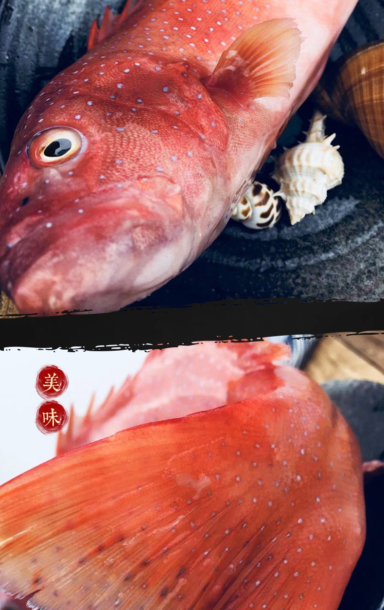 四海生鲜东山岛现捕东星斑每条300600g红星斑红斑鱼新鲜海鲜水产500g