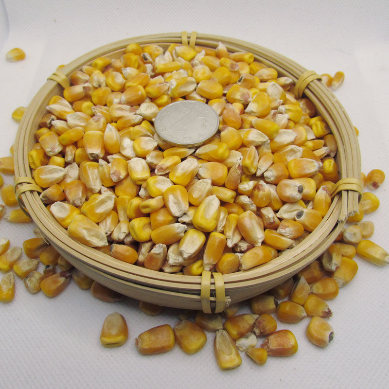 新大玉米粒喂鸡饲料干玉米粒玉米籽鸽子鸡鸭鸟鸽子饲料打窝鱼饵大玉米
