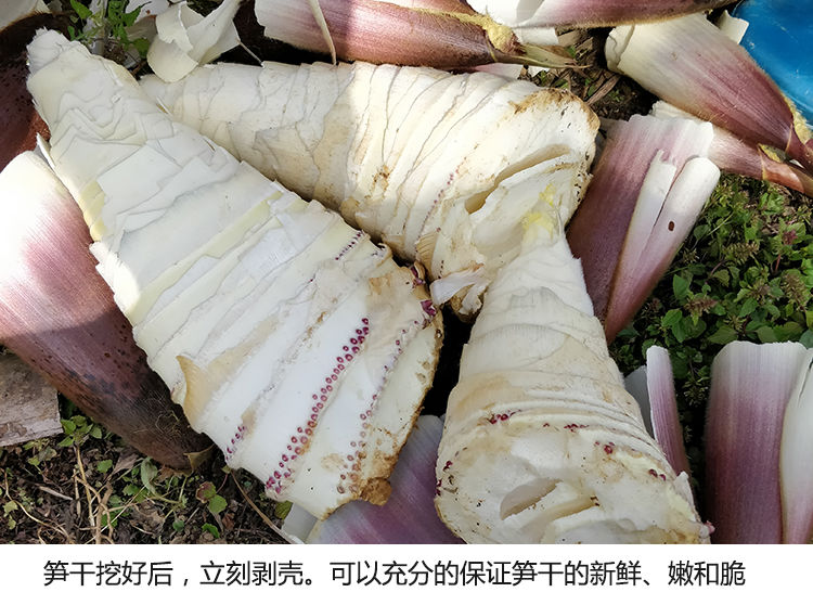 【嘉琪】福建产 免泡发笋干笋尖无盐湿笋嫩笋芽炭烤竹笋300克