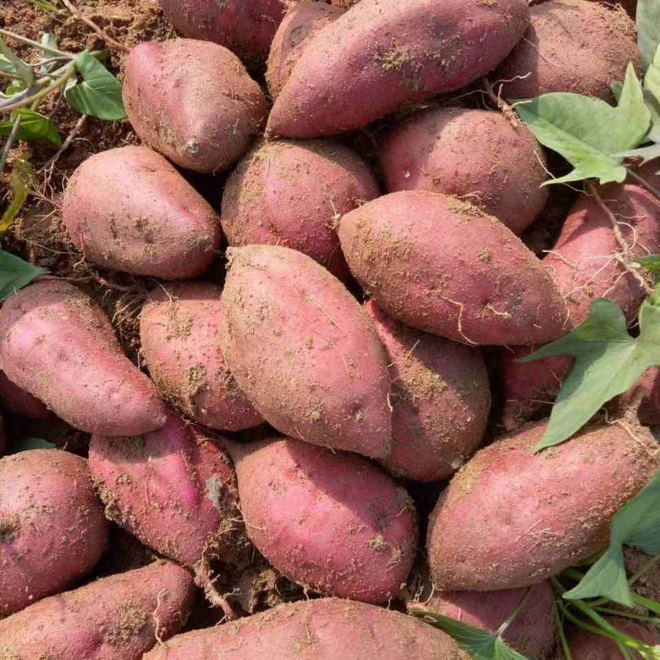 【正常配送】华睿山东糖心蜜薯5斤烟薯红薯新鲜沙地红心蜜薯生态地瓜