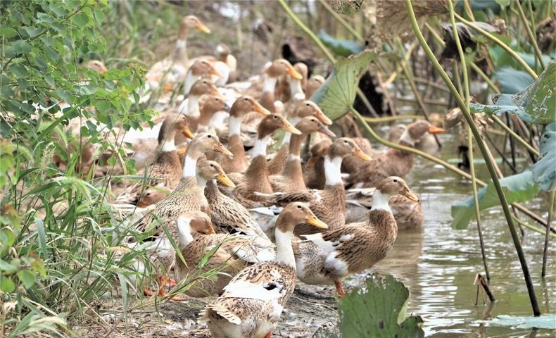 農家散養鴨笨鴨土鴨水養鴨麻鴨老鴨整鴨新鮮鴨肉順豐 4斤全鴨