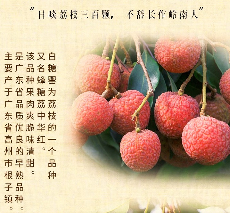 白糖罂荔枝净重5斤 皮薄肉厚 精品果 思食鲜 现摘新鲜水果 广东 特产