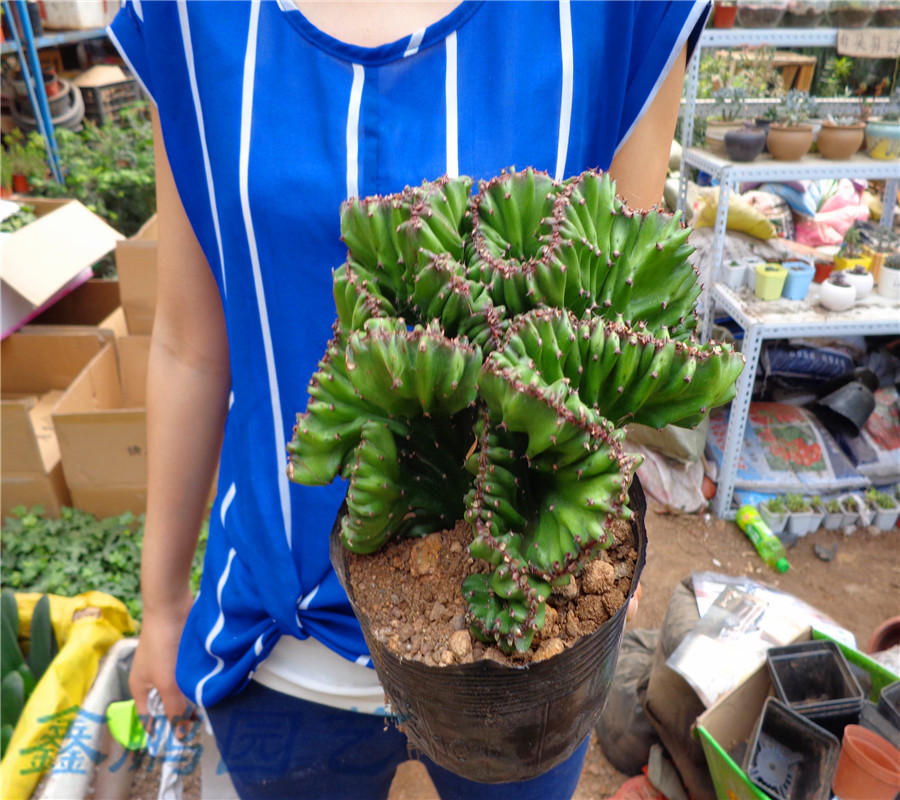 多肉植物玉麒麟盆栽花卉仙人掌麒麟掌仙人球室内吸甲醛防辐