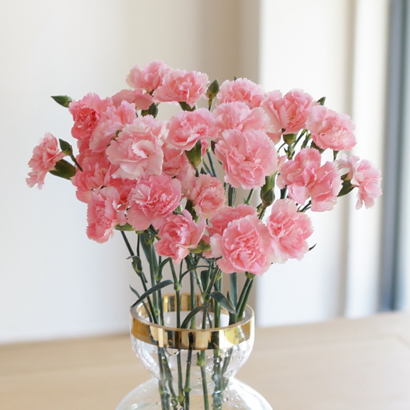鲜花 家庭速递 家用 插花 直发 新鲜花朵可开发票 多头粉色康乃馨18朵
