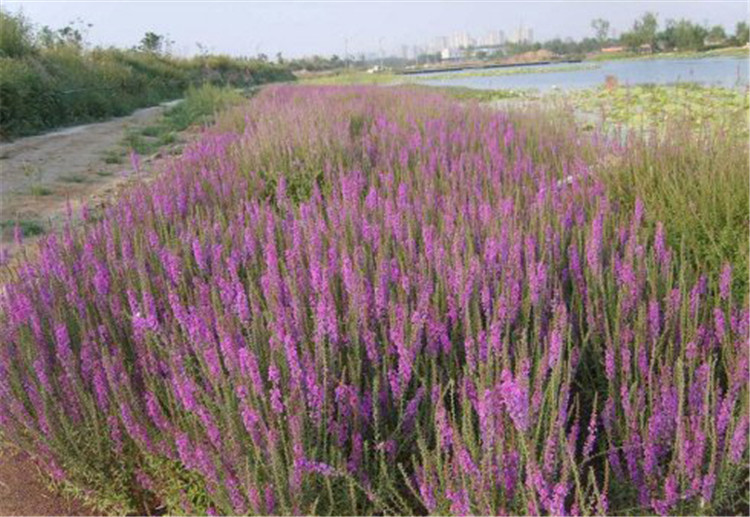 沙打旺种子多年生牧种子防沙固土护坡耐寒耐旱盐碱籽一斤