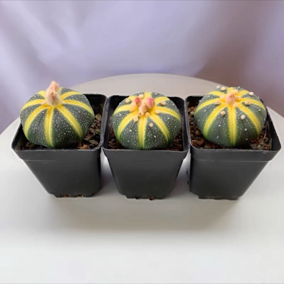 西瓜球室内仙人掌客厅仙人球吸甲醛盆栽办公室防辐射星兜多肉花卉五彩