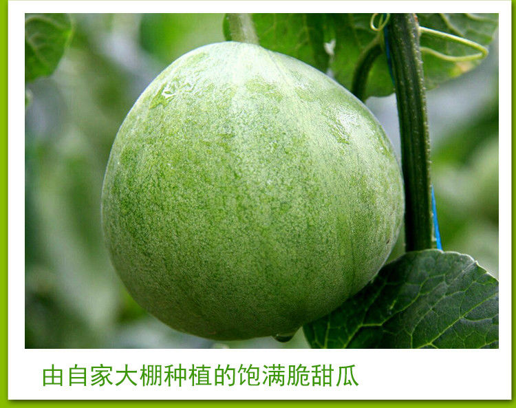 个人店其他品牌瓜类 绿宝甜瓜水果新鲜当季香瓜脆瓜绿宝石小甜瓜3斤