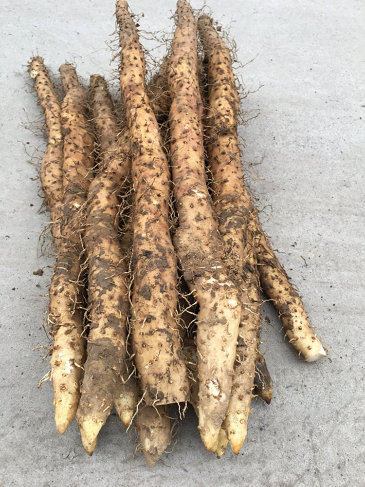 河南焦作温县铁棍山药正宗温县垆土山药怀淮山药新鲜粗大邮